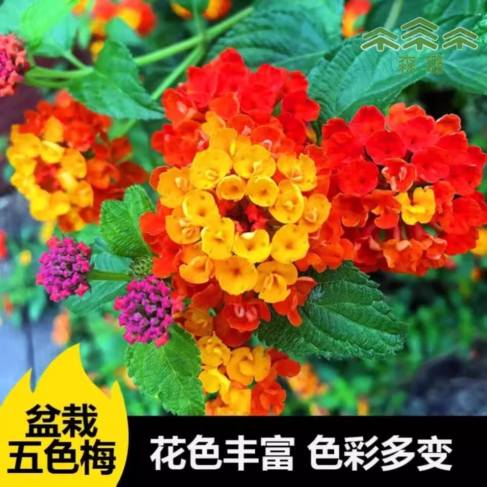 五色梅色彩鲜艳四季开花盆栽老桩大苗耐寒热好养植物期长久绿植