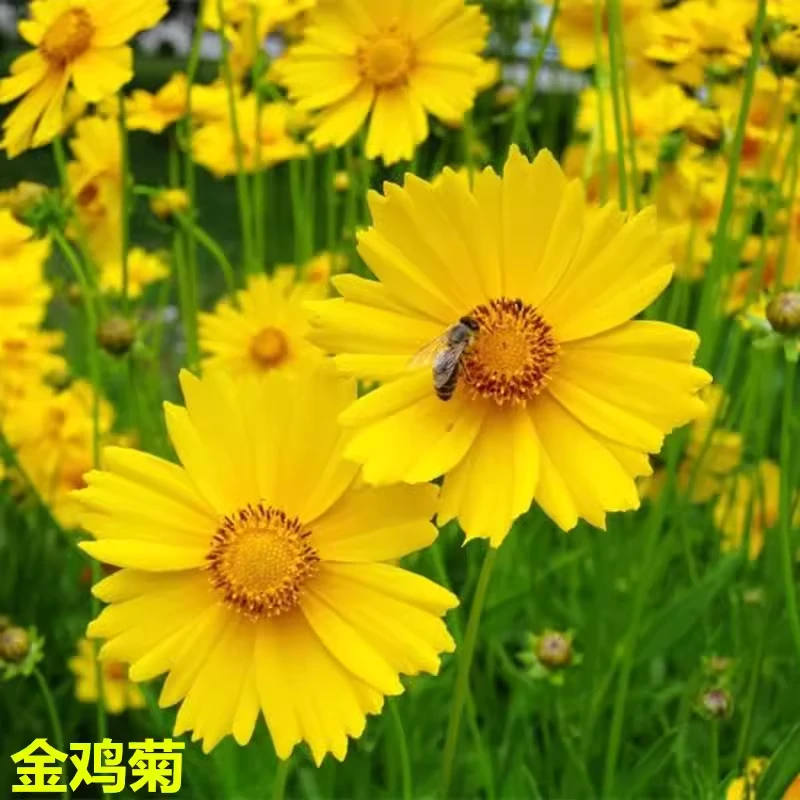 金鸡菊小闹钟 矮生金鸡菊室内阳台庭院花卉花期长耐热好养多年生