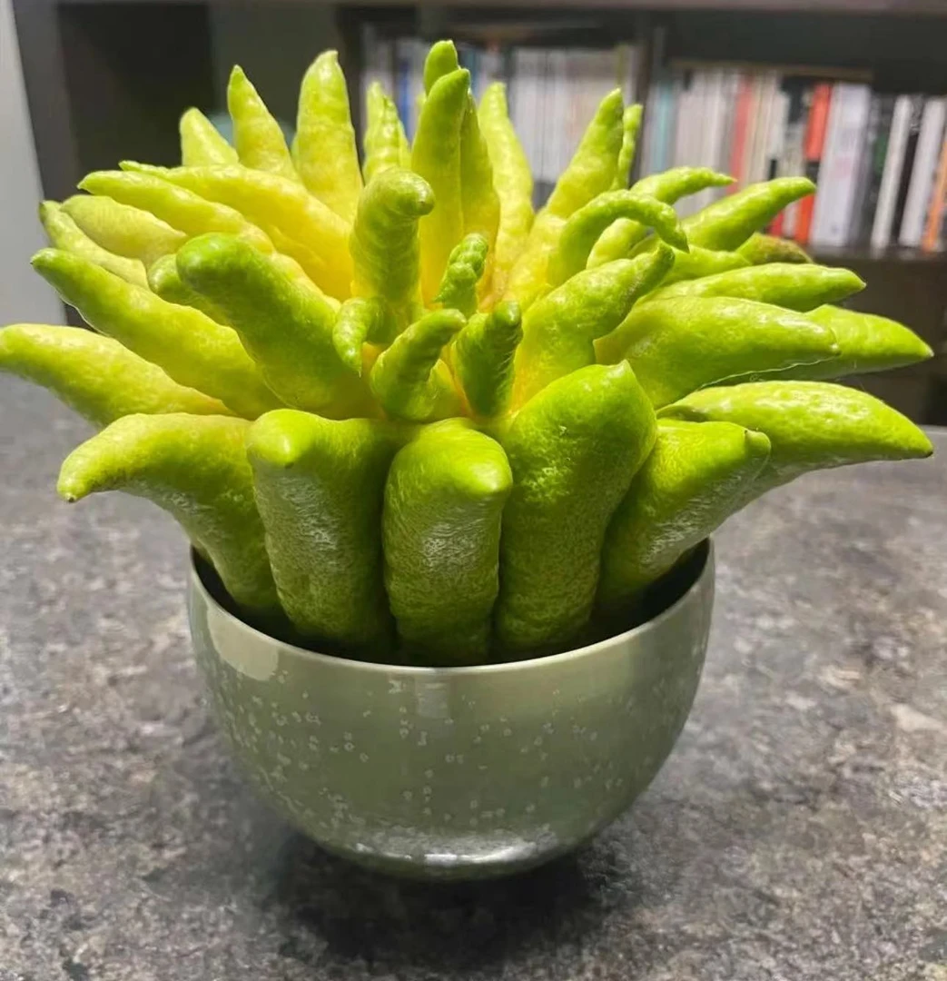 【一品花集】1组佛手一物一拍专拍链接