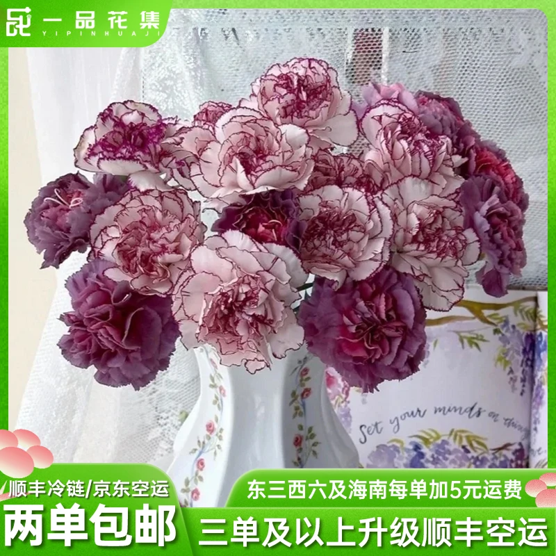 【一品花集】野马单头康乃馨+紫精灵单头康乃馨 全场任意满两单包邮