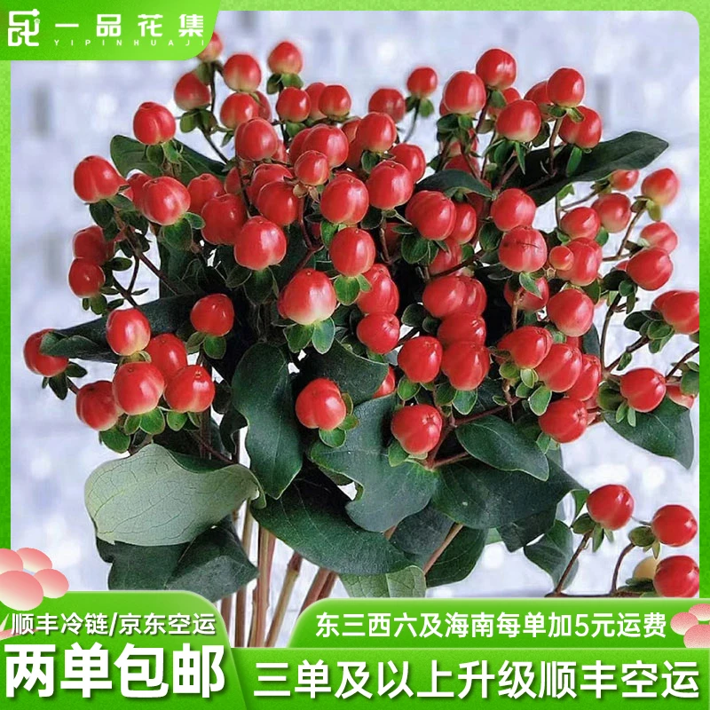 【一品花集】【红豆】一扎鲜切花  夏季好养花全场任意鲜花满两单包邮