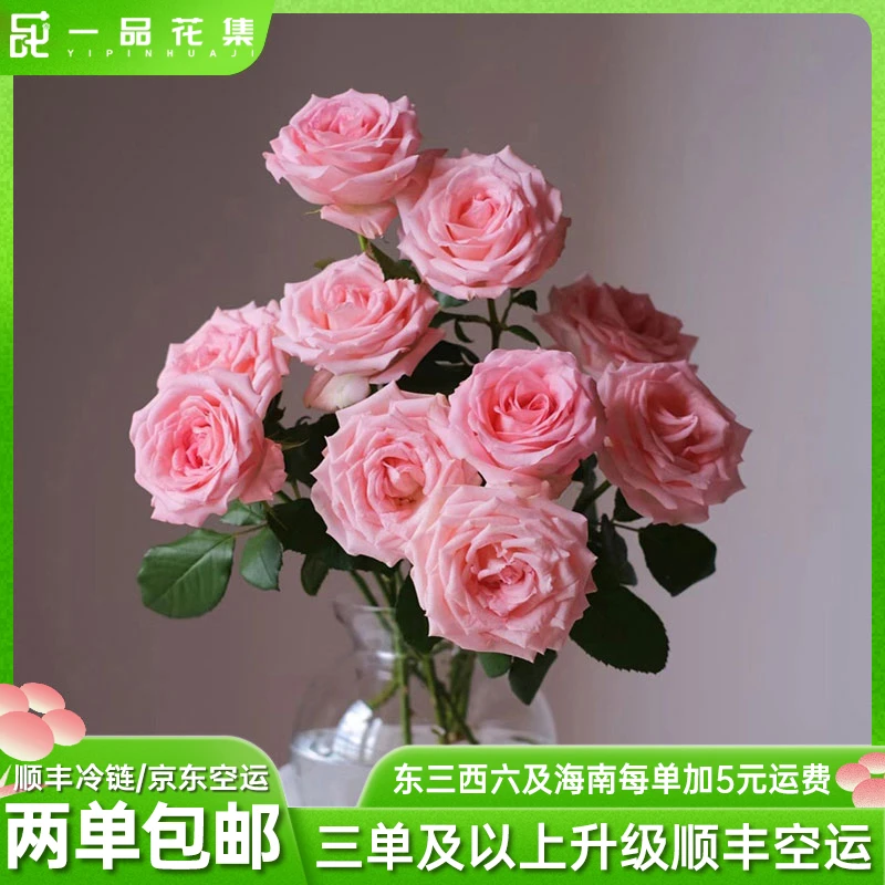 【一品花集】戴安娜单头玫瑰新鲜粉色淡雅精选 全场任意满两单包邮