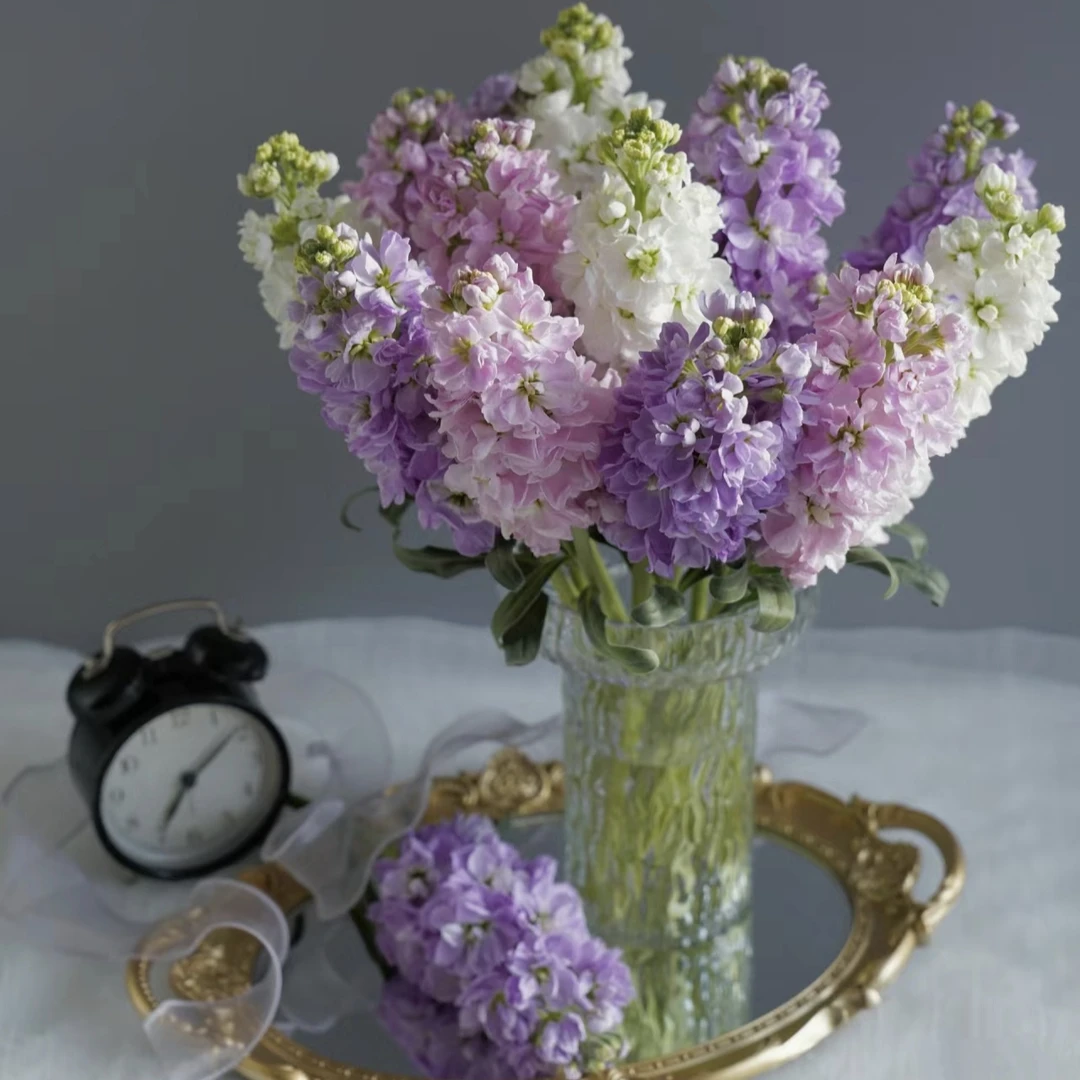 AA级紫罗兰DR鲜切花维纳斯的眼泪 云南基地直发