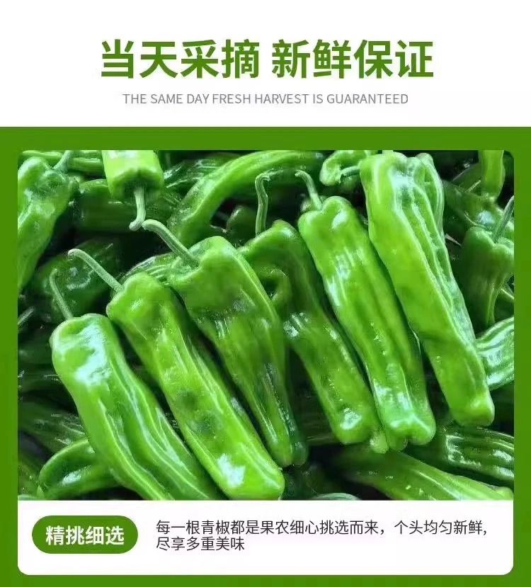 山东新鲜薄皮5号辣椒微微辣正宗农家自种虎皮辣椒现摘现发