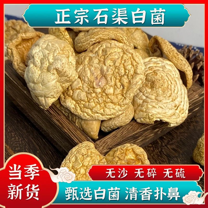 【石渠白菌】四川阿坝高原当季新货菌味实足营养丰富优质干净优选