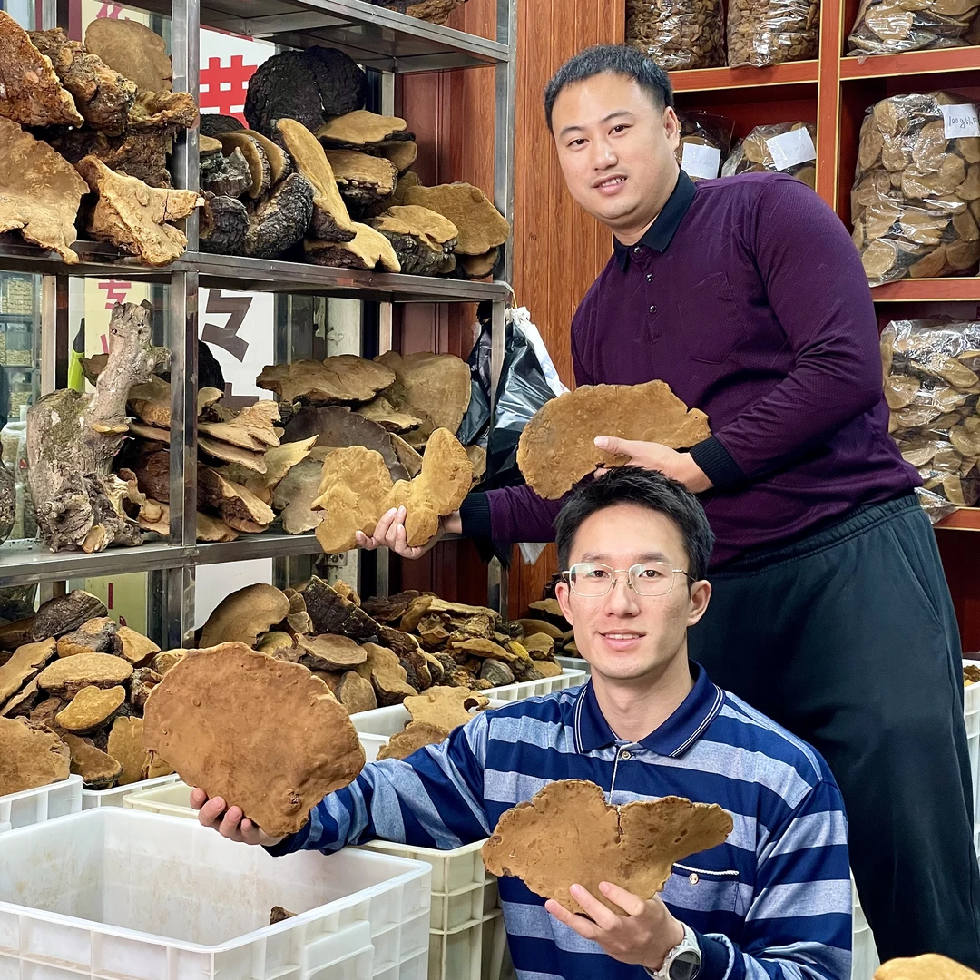 【大小补哥推荐】野生山货桑黄产地直发