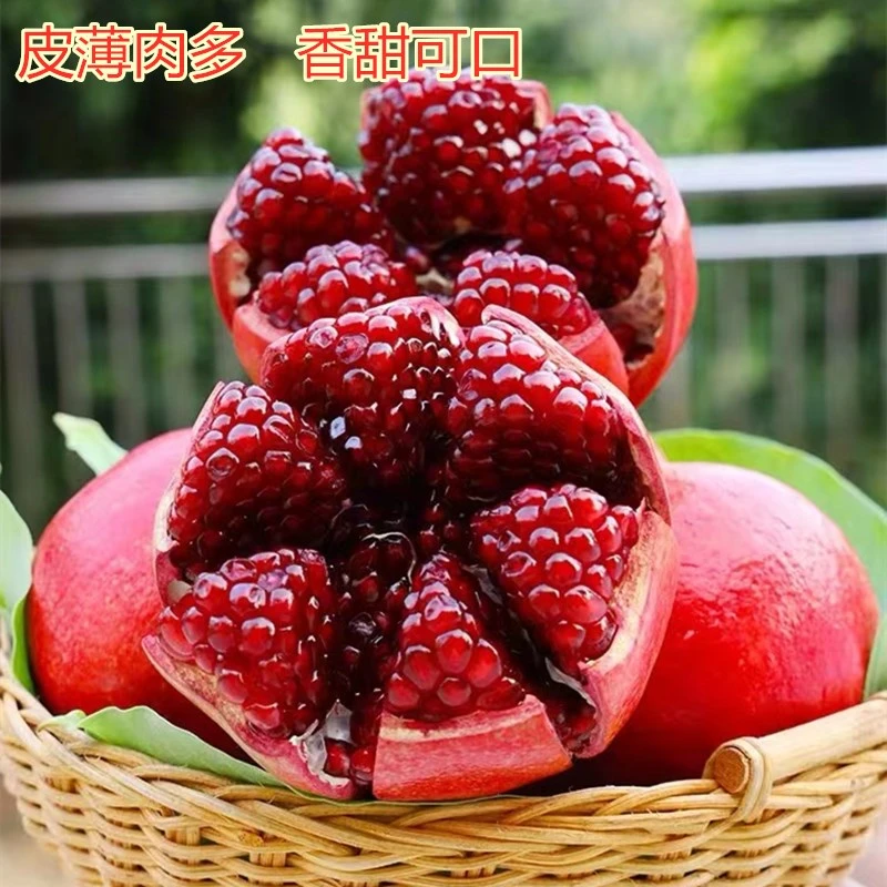 茗果爱石榴树嫁接苗结果突尼斯软籽蒙阳红石榴南北方种植盆栽地栽