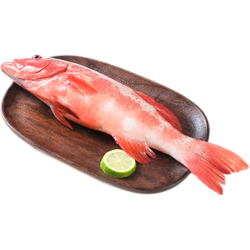 冰鲜大东星斑1条(原重600g起)