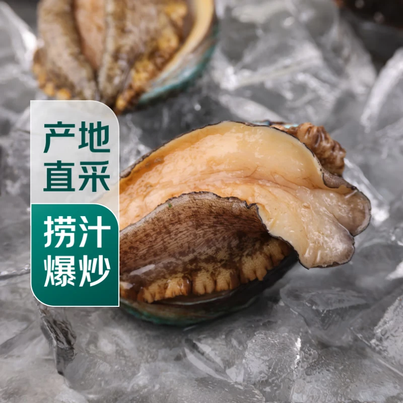【扭扭鲍】鲜活小鲍鱼1只(18g起)