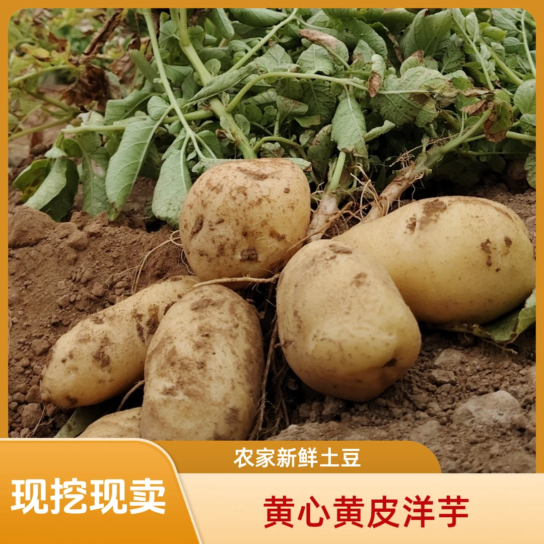 甘肃定西沙面黄皮黄心土豆带箱9-10斤，现挖现卖中大果