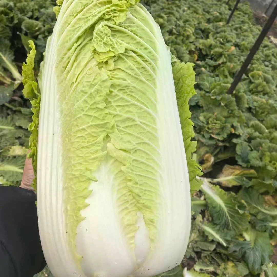 大白菜，新鲜发货，净含量500克包邮