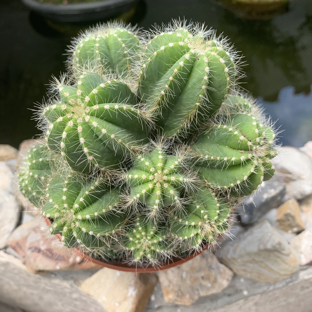 【群生多头银冠仙人球】室内室外盆栽防电脑辐射办公室仙人球裸根