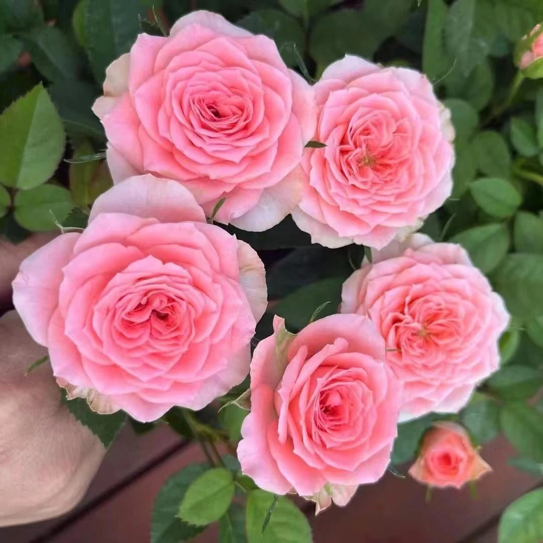 【粉黛】多枝多花苞，四季开花 赠送一加仑盆带土带花包发货