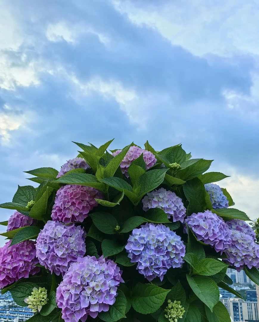 婷宝花园-露天大花绣球（魔幻水晶）5加仑老庄无花发货