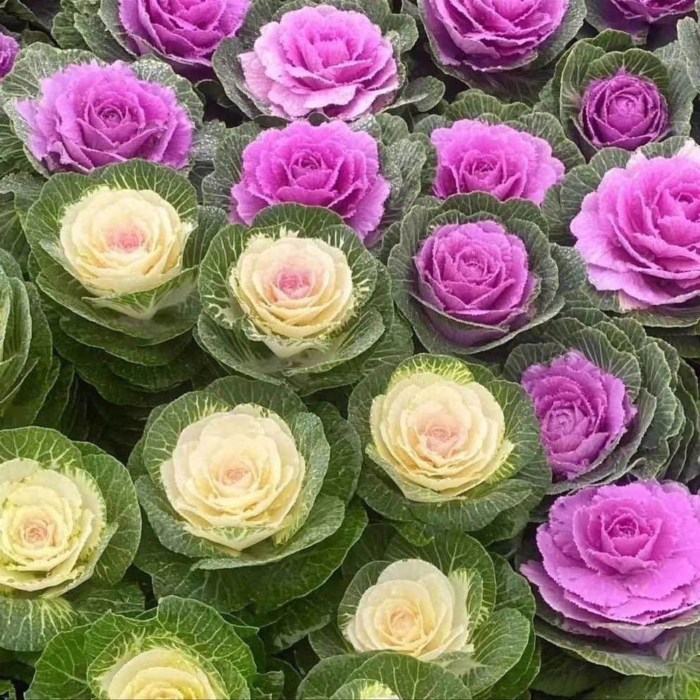 羽衣甘蓝可食用可观赏耐寒绿植花卉盆栽室内外地栽