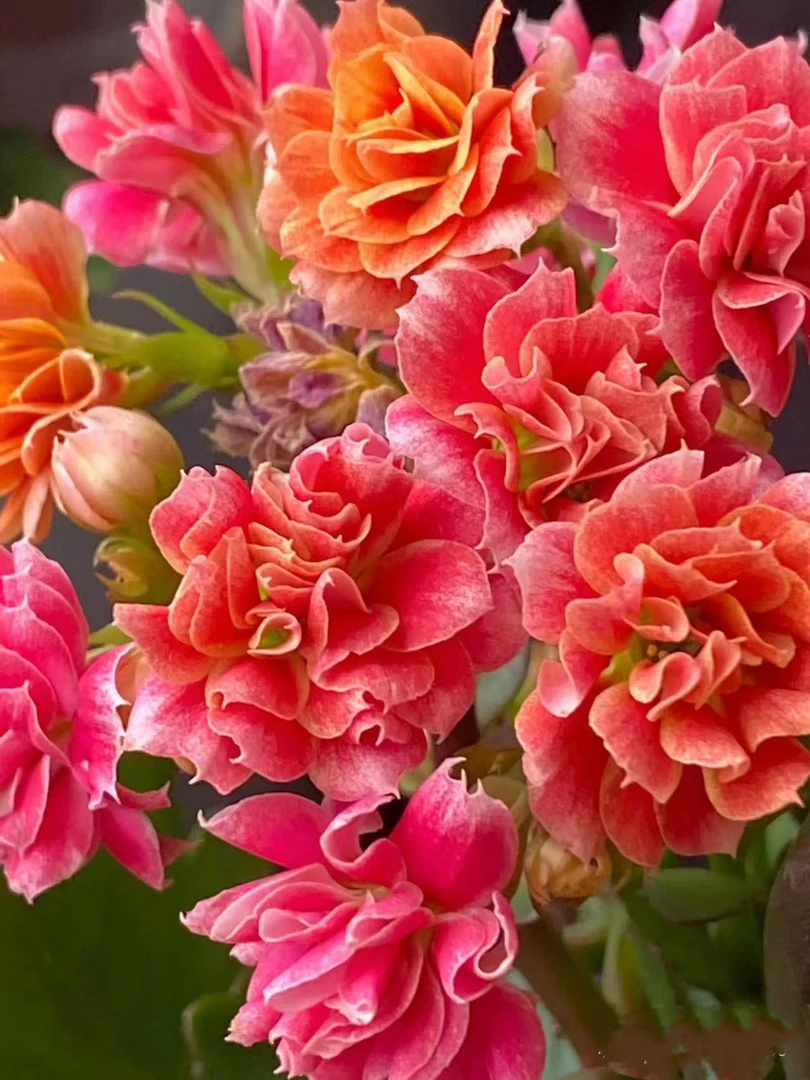 油画-【北京昊景】精品盆栽重瓣带花苞客厅养殖懒人花