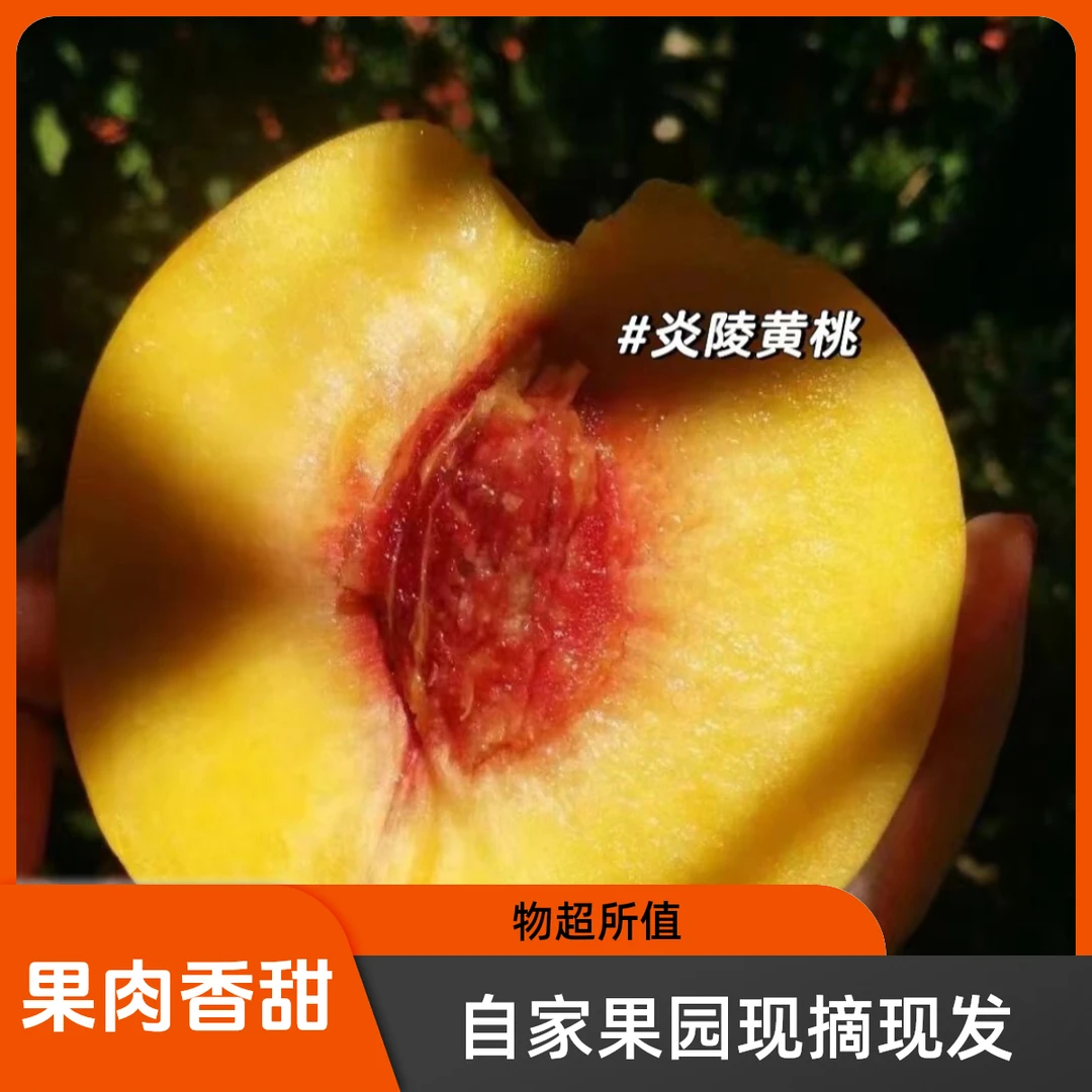 炎陵黄桃炎陵正宗高山黄桃自家果园现摘现发
