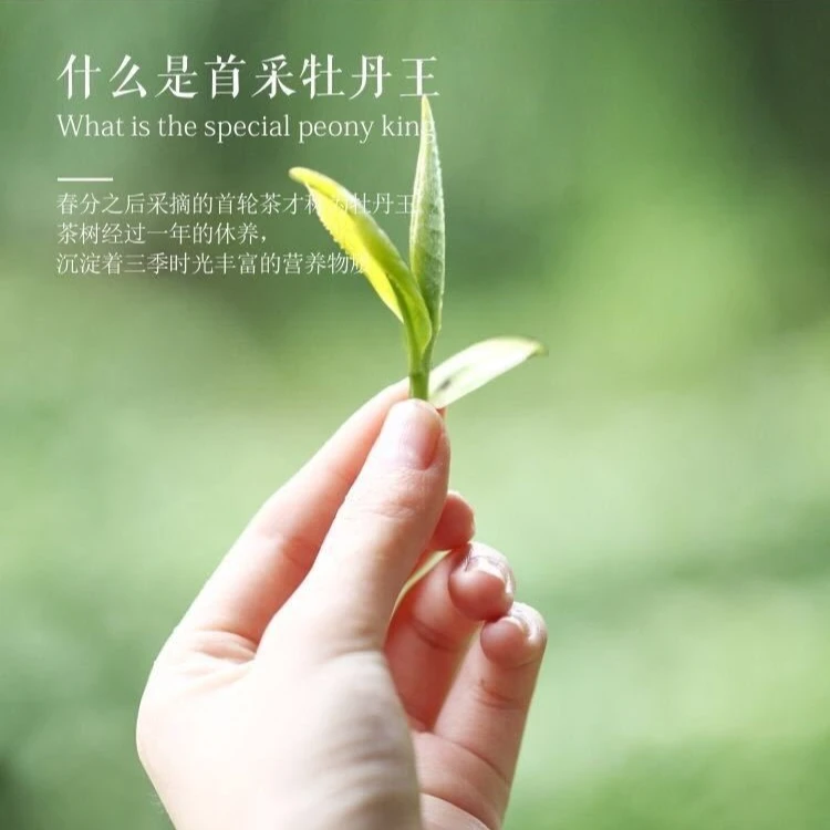臻茗益福鼎白茶(通用链接)特级一级s简单密封品质水分存放转化