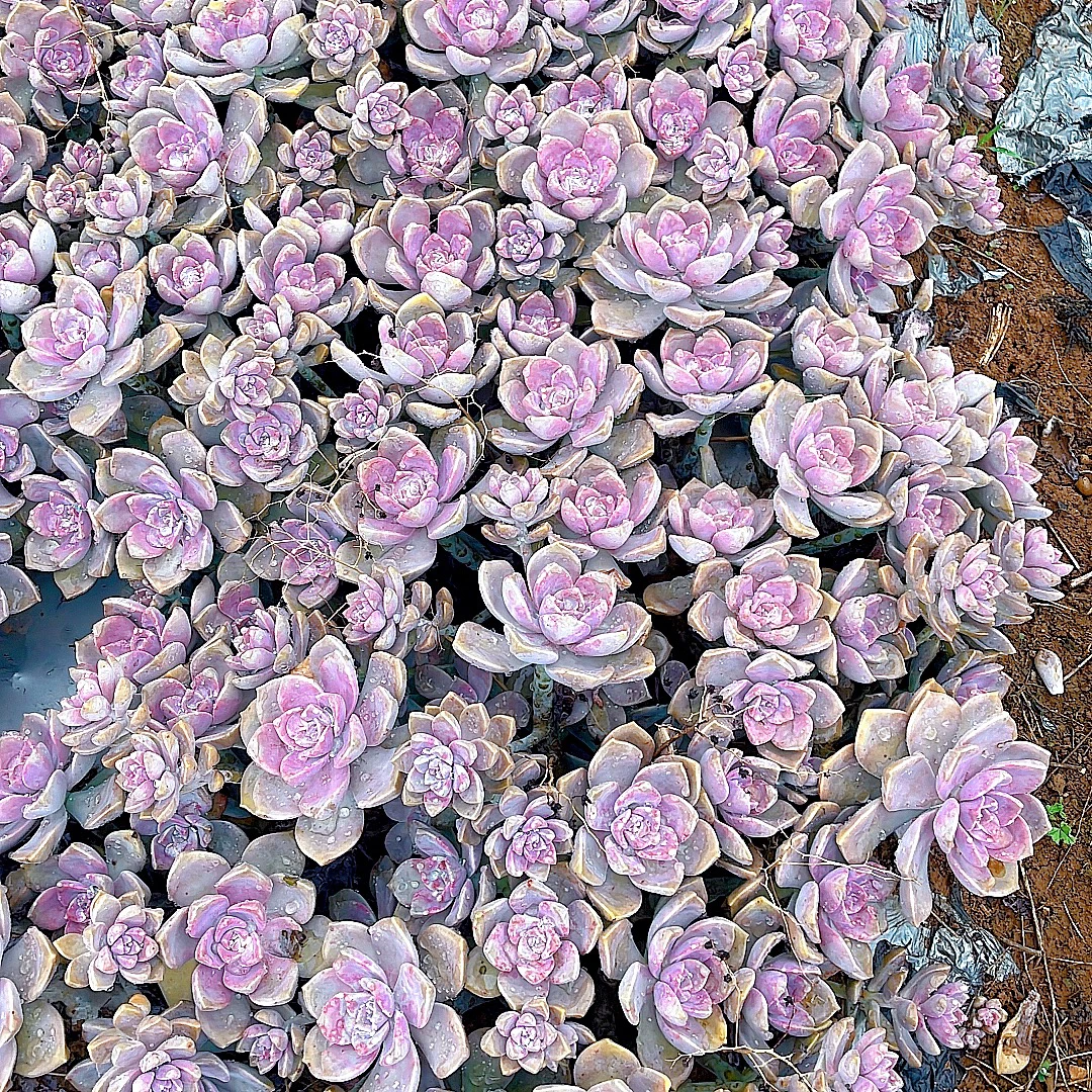 【地栽紫乐一棵】 轻微断枝掉叶 不售后不包损  一单包邮