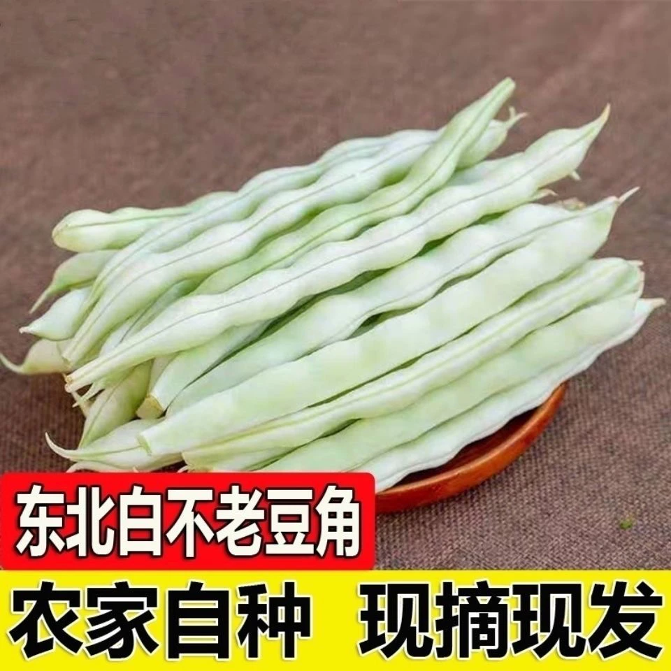 （现摘）东北白豆角白不老豆角芸豆当季新鲜蔬菜现摘现发3斤5斤