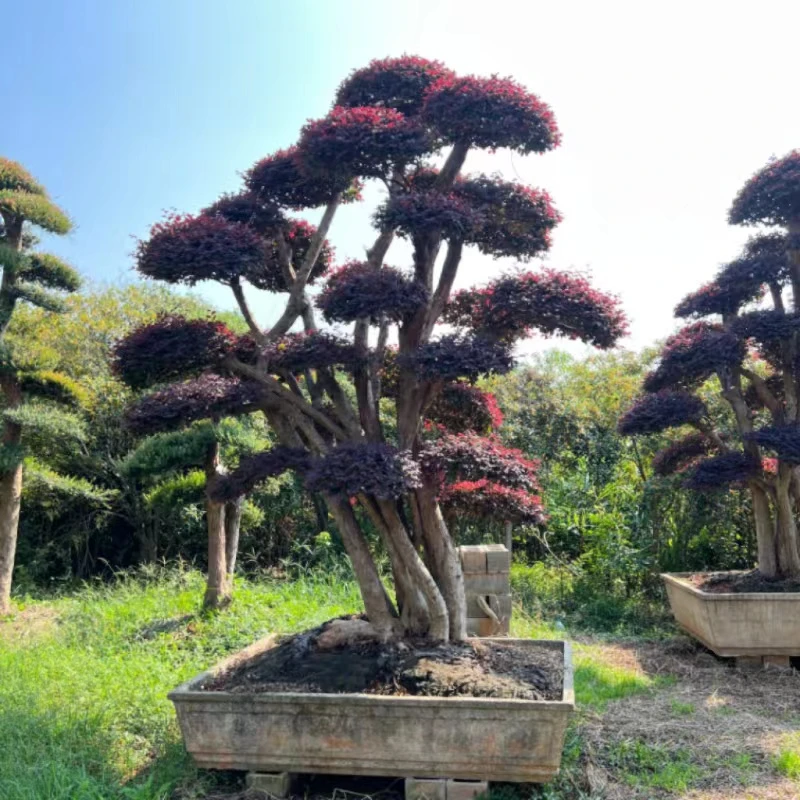 红花檵木 造型树 别墅庭院种植 基地直发一物一拍修剪开花