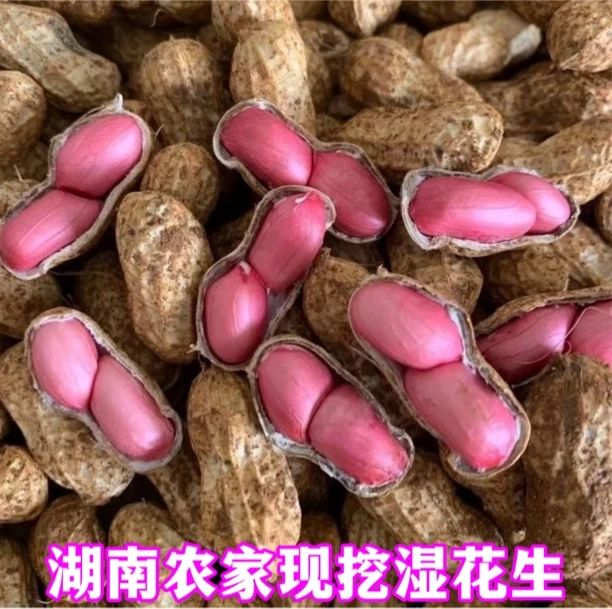 新鲜现挖带泥壳红皮粉皮湿花生农家自种可水煮