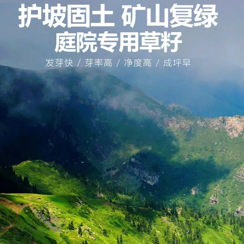 【四季青草坪种子】草坪耐寒耐旱-学校护坡庭院花园别墅玛格丽特