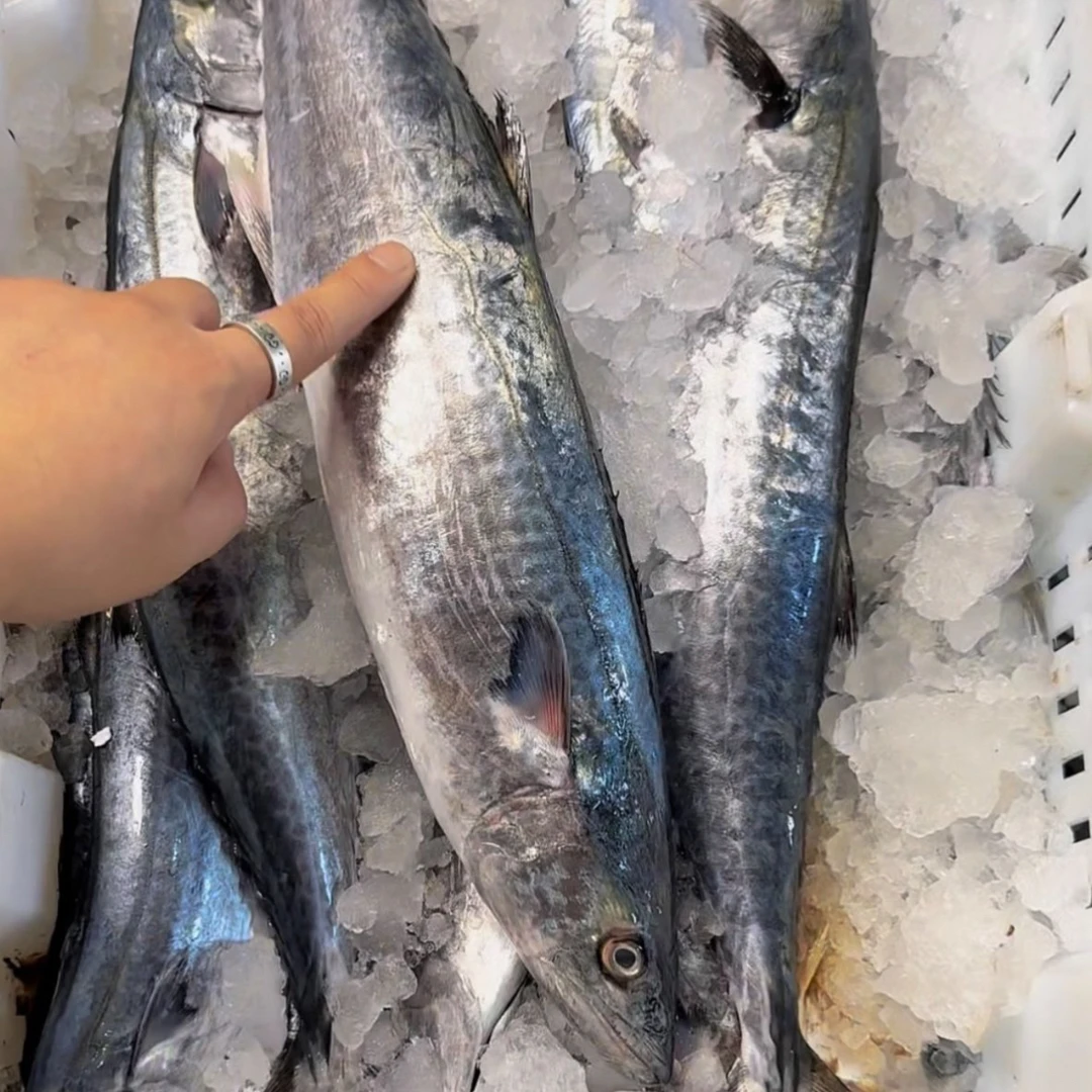 【5斤】马鲛鱼野生海捕蓝点马鲛鱼 速冻 4-6两/条新鲜冷冻捕捞
