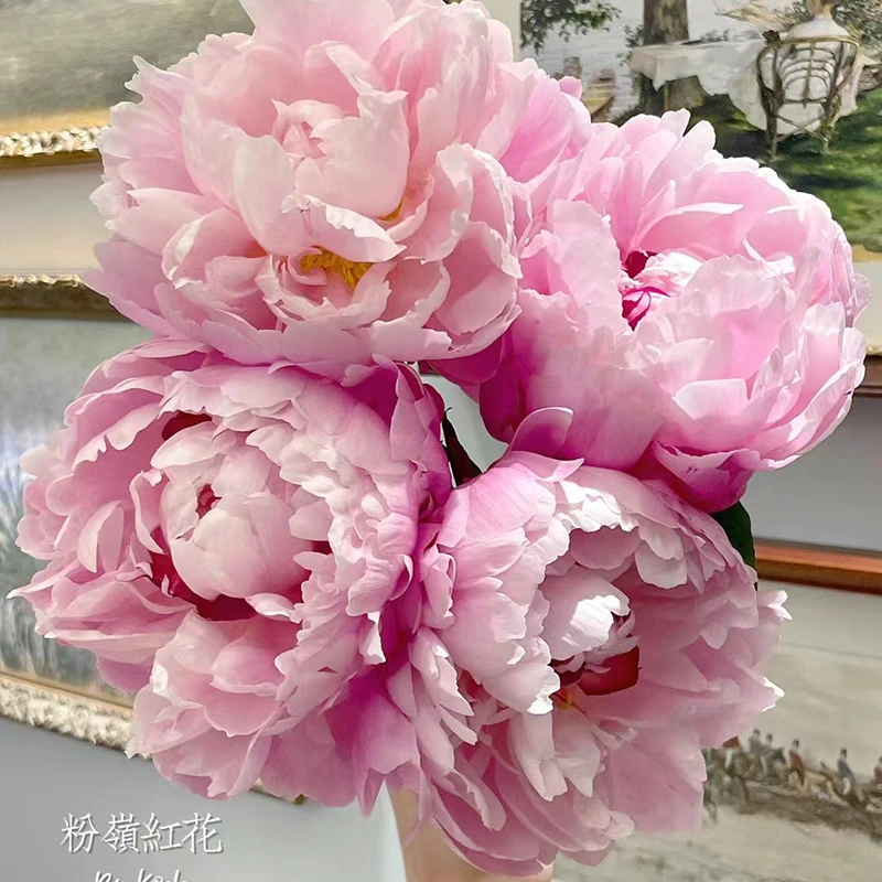 【顺丰速运】粉凌红花 山东A+级基地直发芍药鲜切花重瓣鲜花