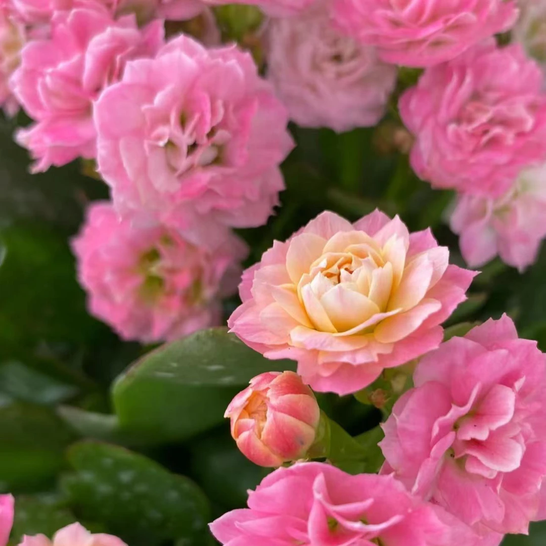 夏荷【直播展示为准,110盆】美观带花苞发鲜花客厅素雅长寿花