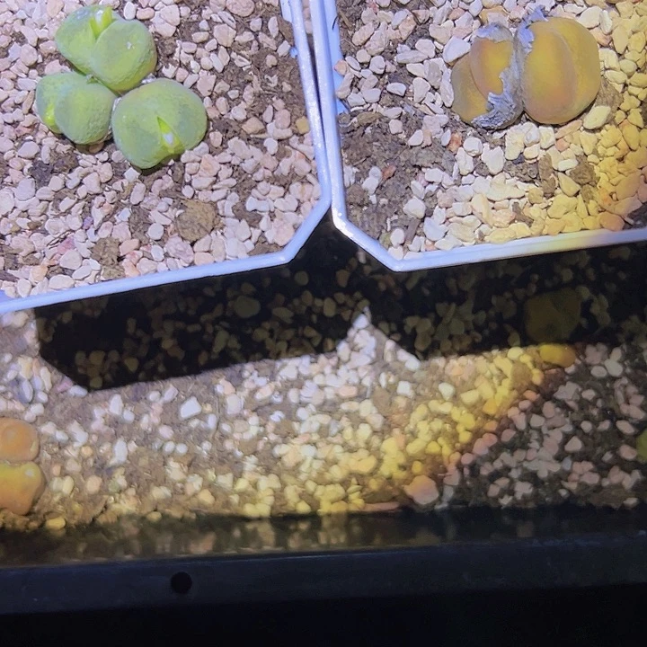 西***马111111111111111