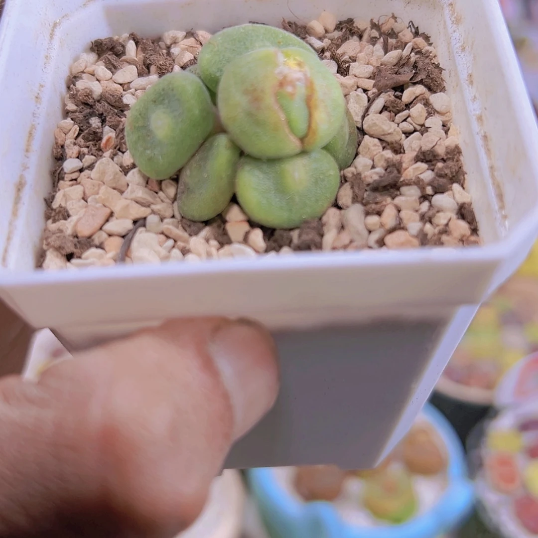 【闪购商品】蓝*1111111111