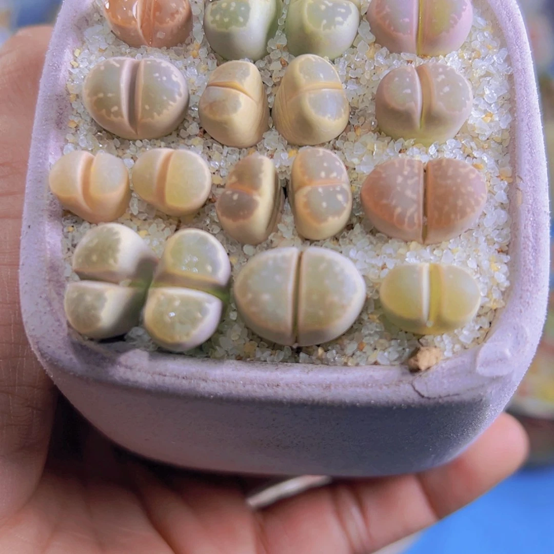 【闪购商品】宁**远1111111111