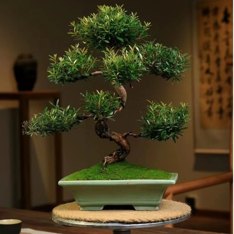 小叶赤楠提根名贵造型盆景盆栽四季常青网红绿植