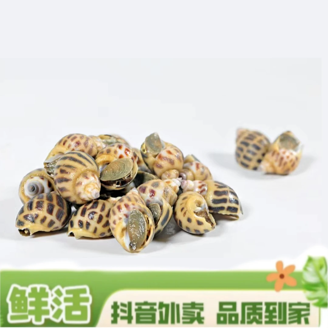 鲜活花螺（500g）