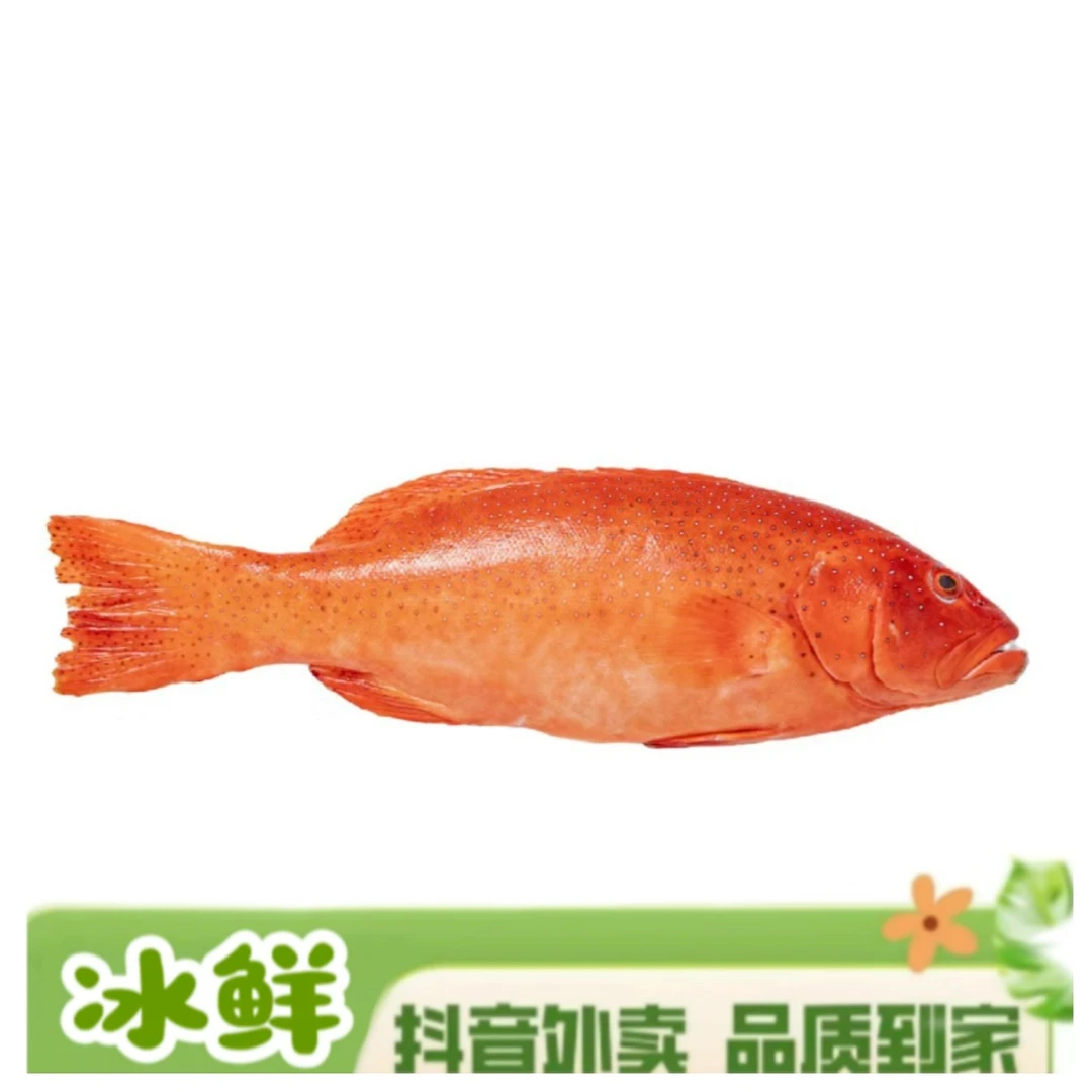 鲜活东星斑