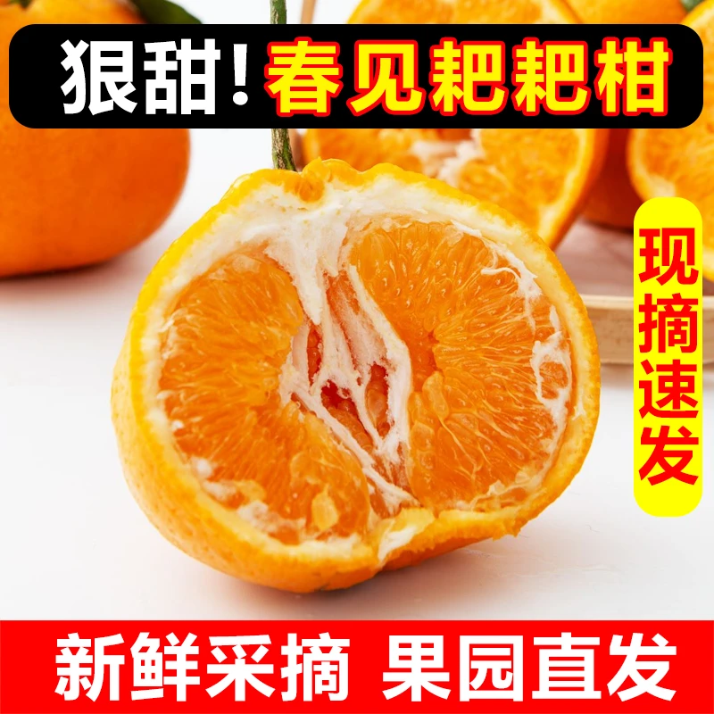 ①四川春见耙耙柑粑粑柑干新鲜皮薄无核无籽采摘优质甄选优质多汁