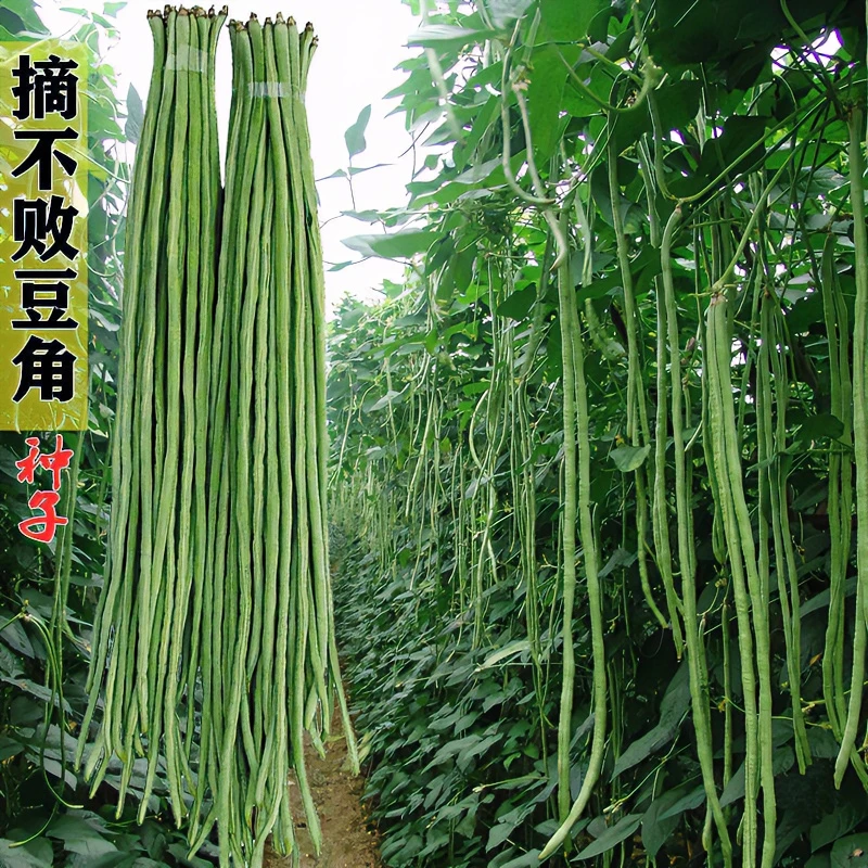 高产豇豆种子特长四季豆秋冬季春夏季豆角种籽大全蔬菜种孑长豆角