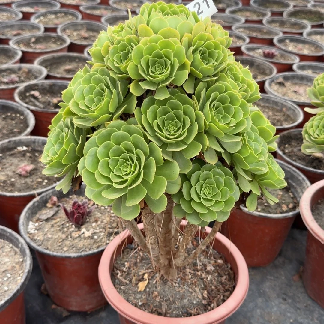 121多肉植物绿玫瑰花