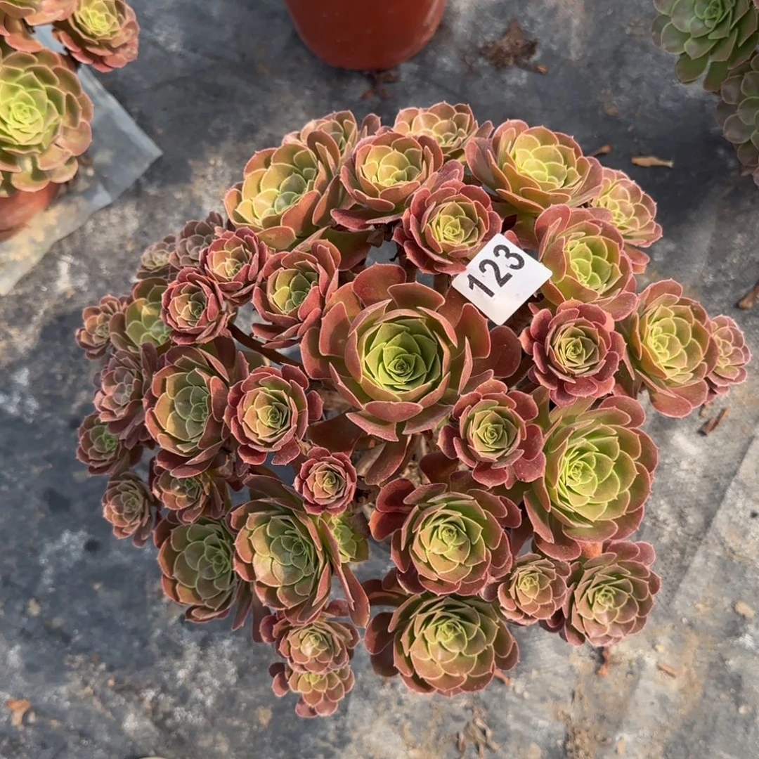 123多肉植物荷兰