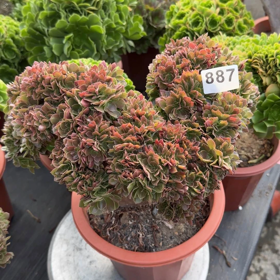 过**烟887多肉植物玫瑰缀