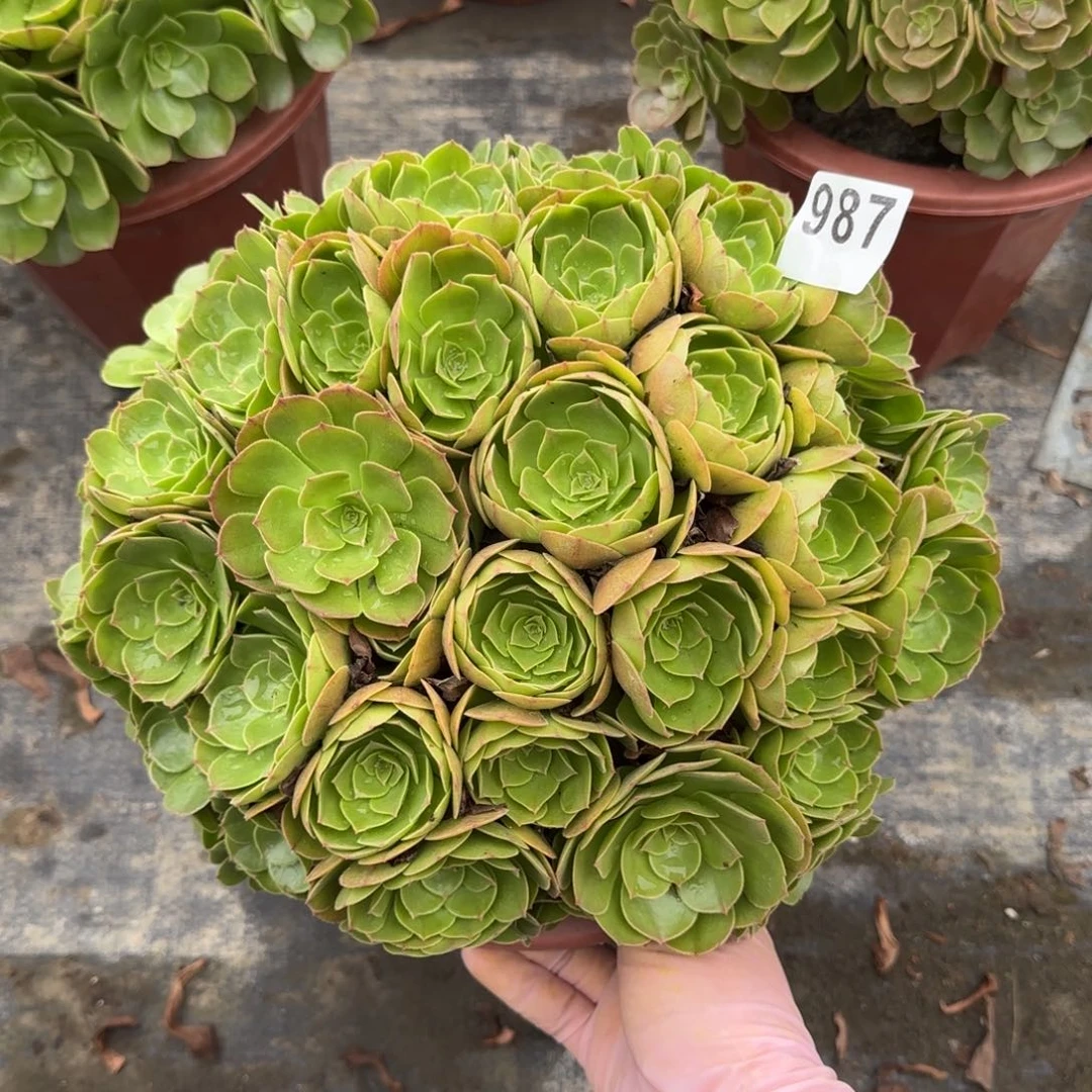 987多肉植物沙拉碗