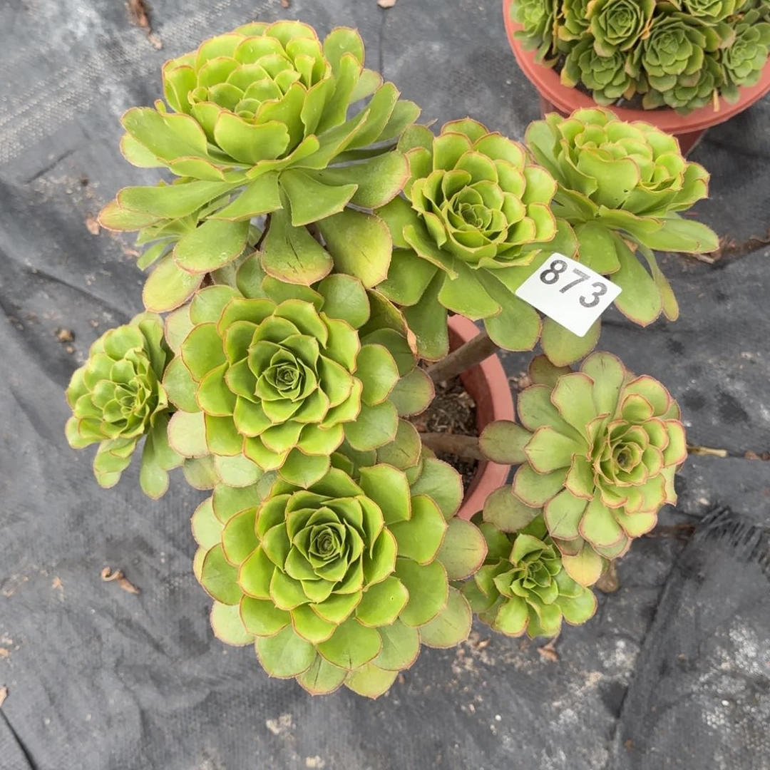 婷873多肉植物君美丽