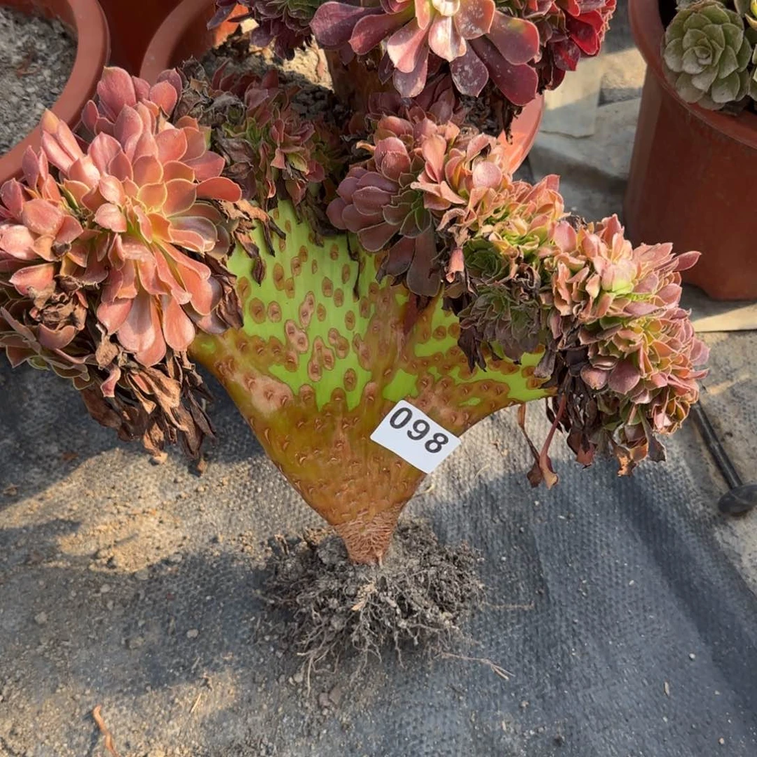 泥*098多肉植物欧缀