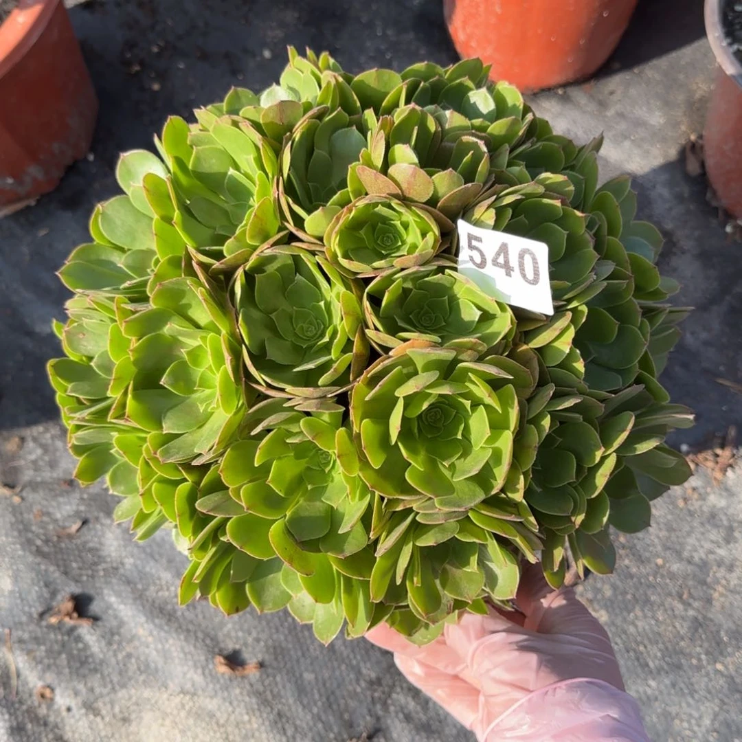 Q*540多肉植物万朵