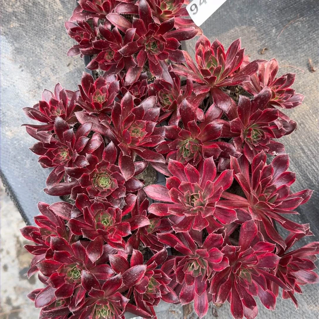 @***风944多肉植物一组