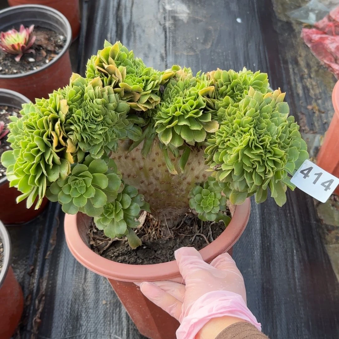 M****苑414多肉植物绿缀