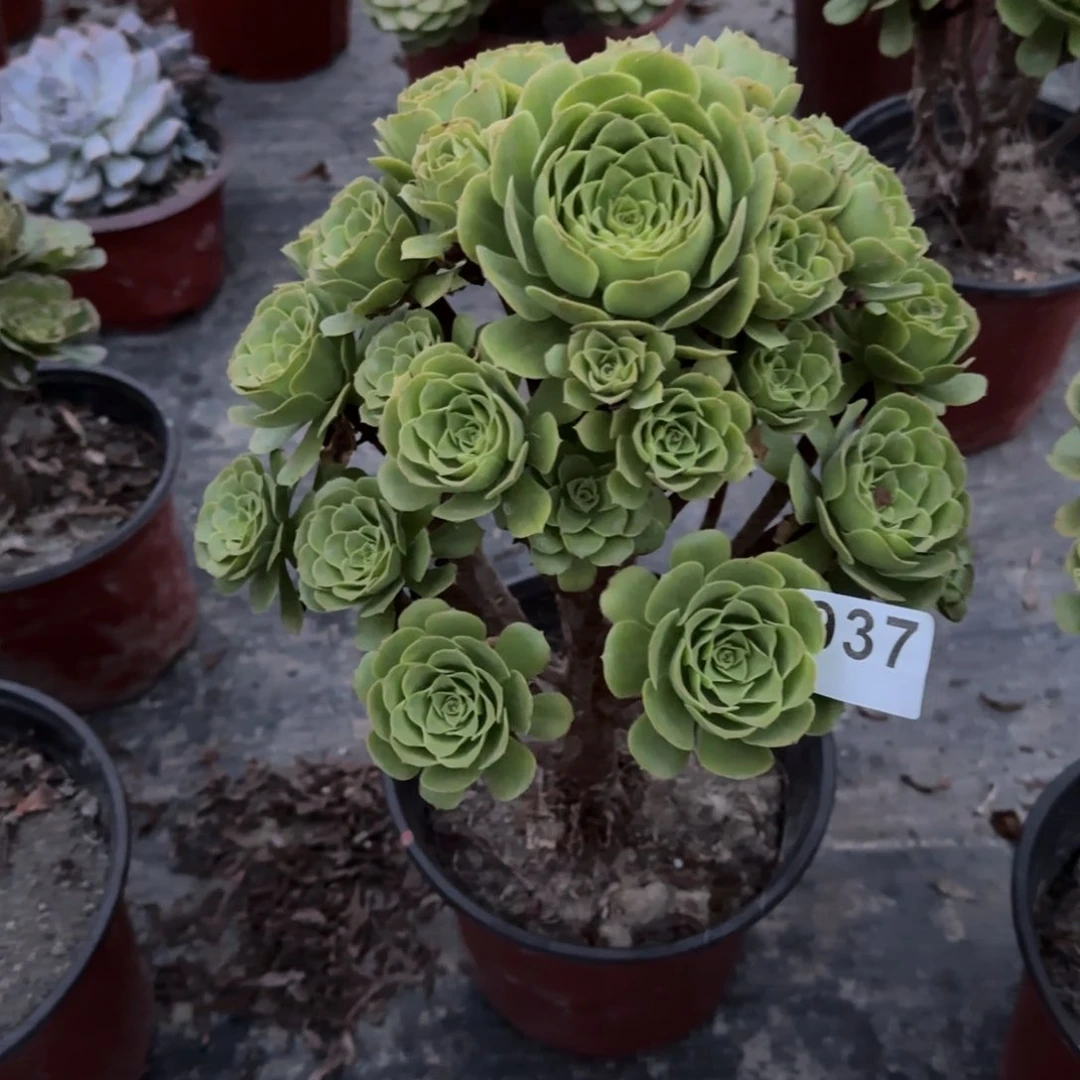 937多肉植物绿羊绒
