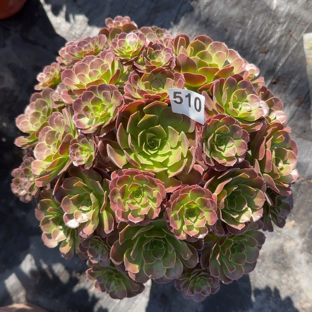 510多肉植物荷兰玫瑰