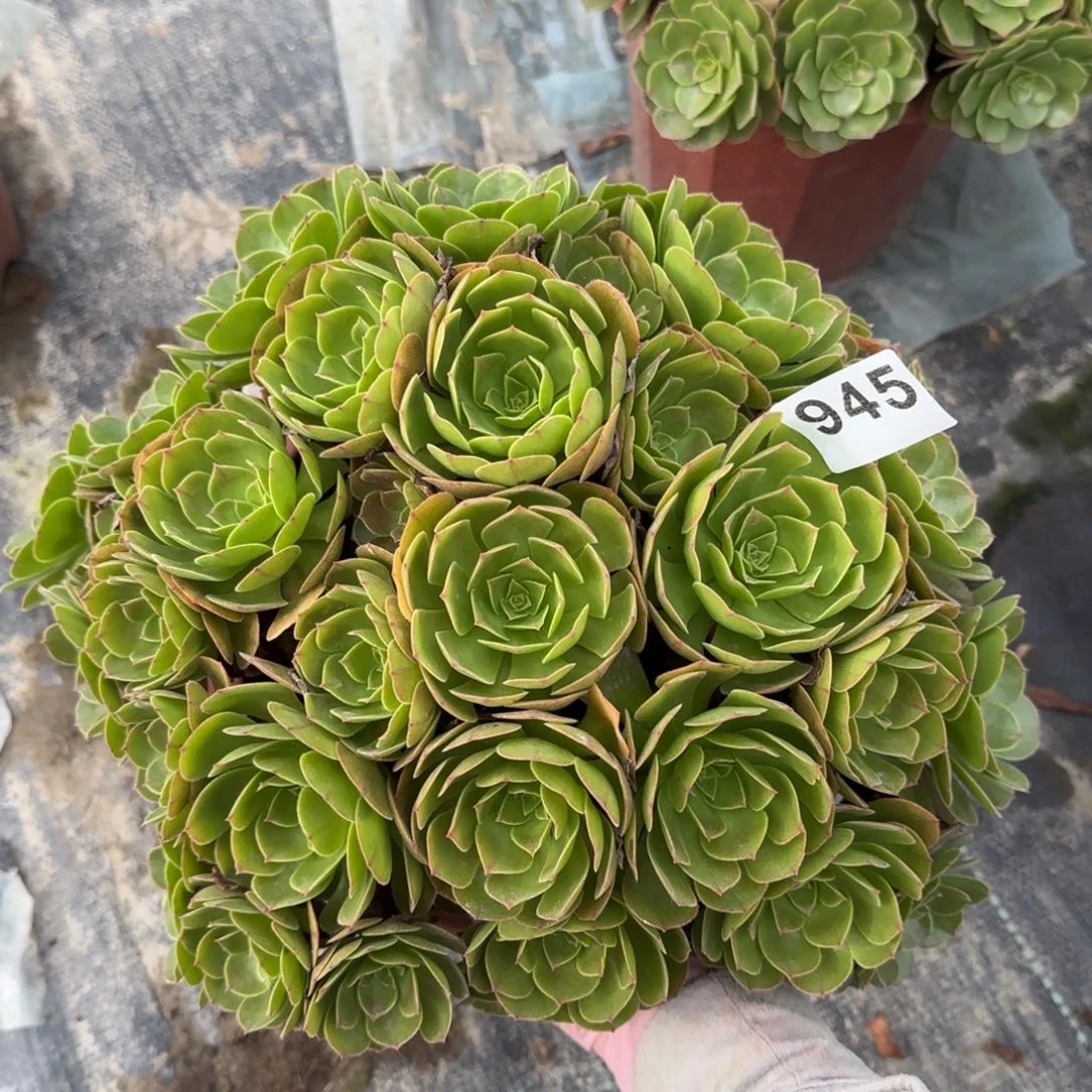 945多肉植物万朵
